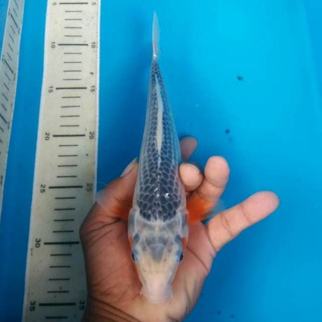 asaghi