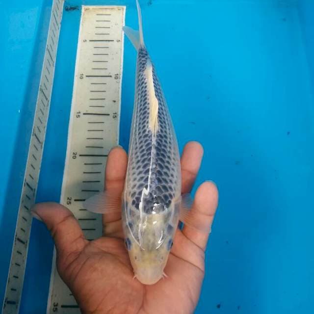 asaghi