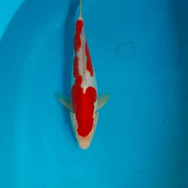 Kohaku doitsu