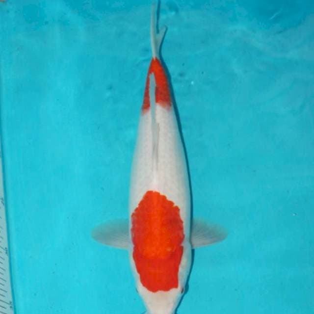 KOHAKU 2 STEP 31 CM