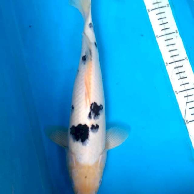 Bekko 35 cm