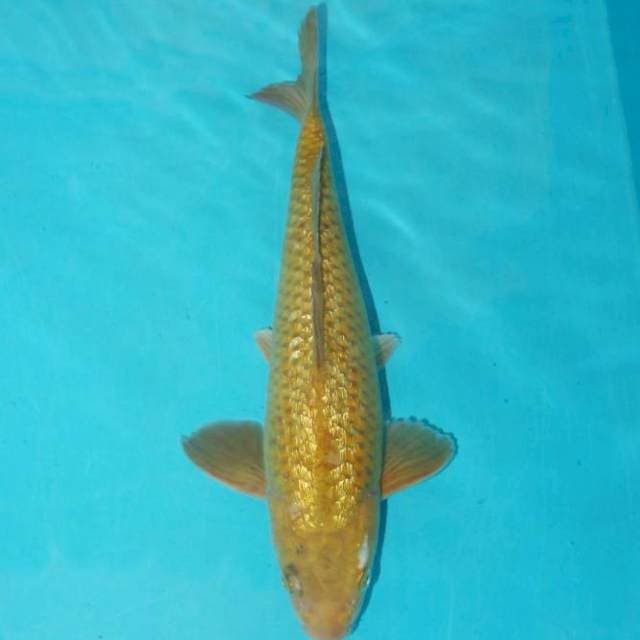 MIDORI GINRIN 28 CM