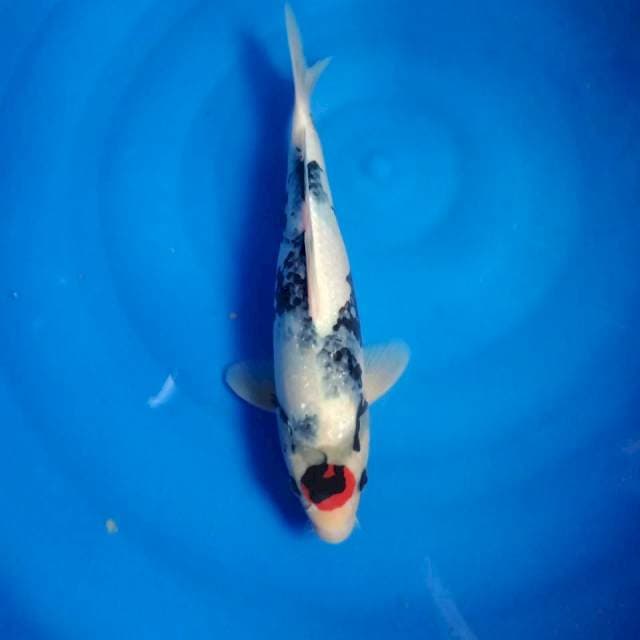 Tancho Showa calon jumbo 32 cm