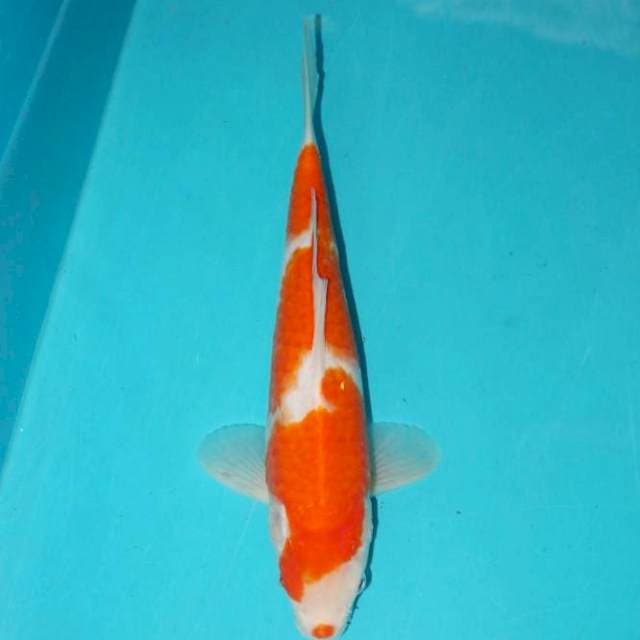 KOHAKU KUCHIBENI 26 CM
