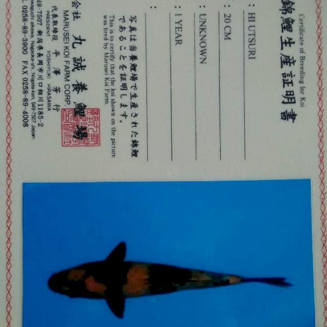 Hi utsuri marusei