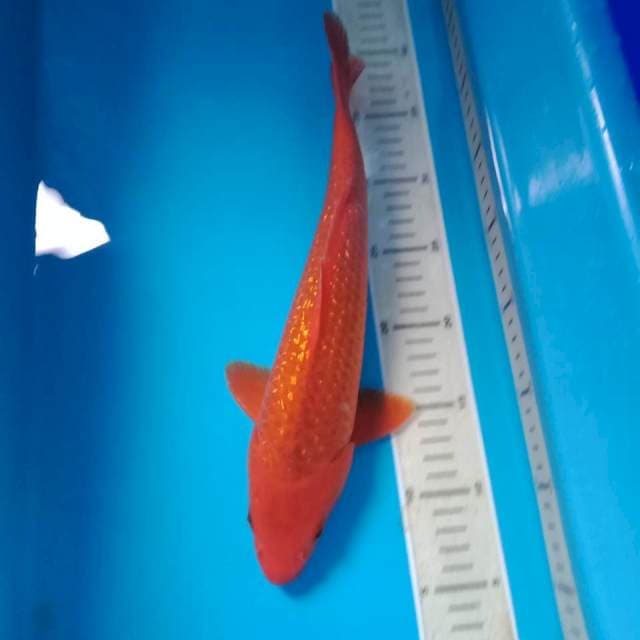 Hi Asagi 34 cm