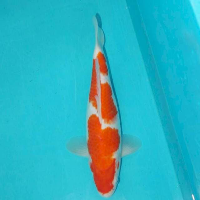 Kohaku 25 cm