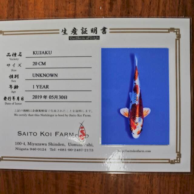 Kujaku (Saito) 20cm. Import dan sertifikat