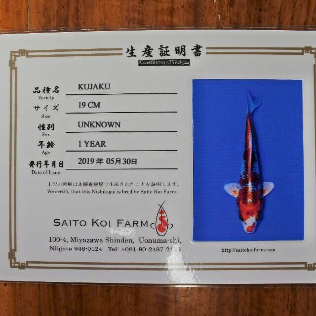 Kujaku (Saito) 19cm. Import dan sertifikat