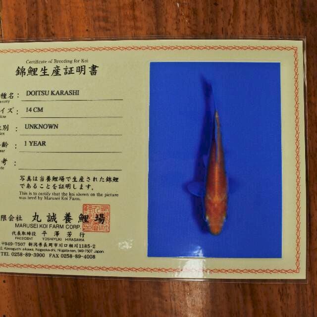 Doitsu Karashi (Marusei) 14cm. Import dan sertifikat