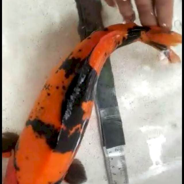 Hi Utsuri Doitsu 34cm