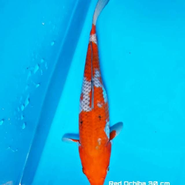 Red Ochiba..warna tetep cerah di kolam