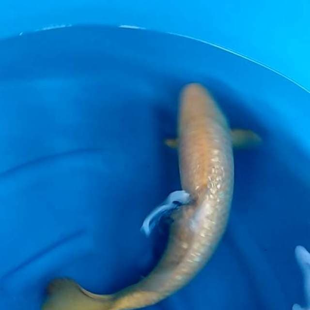 Jumbo Karashi Full Ginrin ,