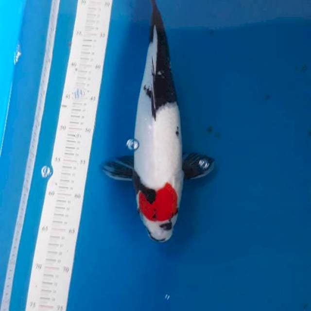 Tancho showa ori 43 cm