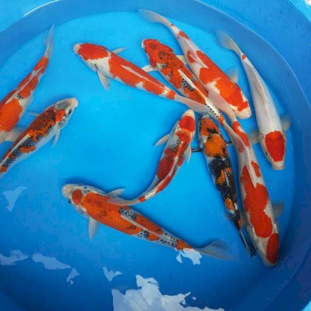 Mix gishiki kohaku showa