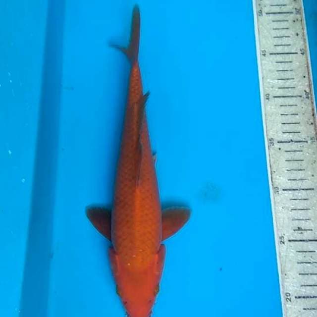 Cagoi 30cm