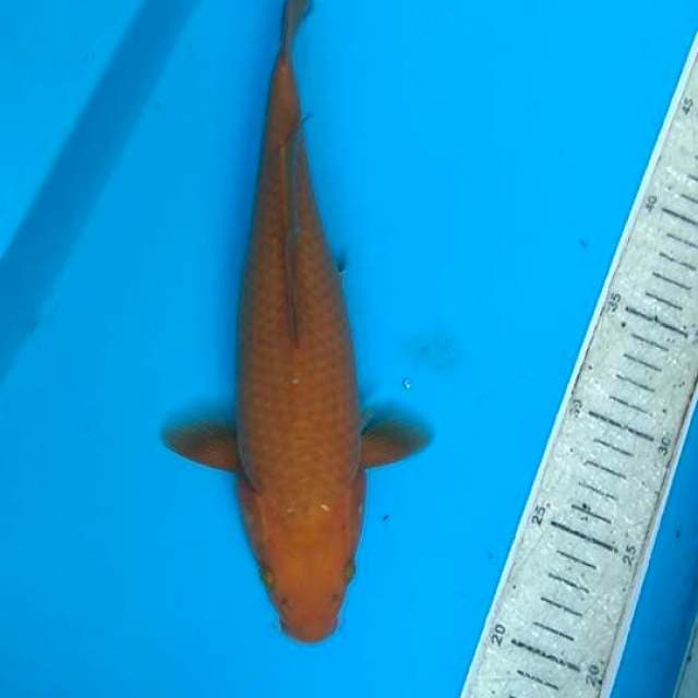 Cagoi 28cm