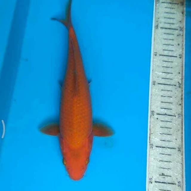 Cagoi 28cm