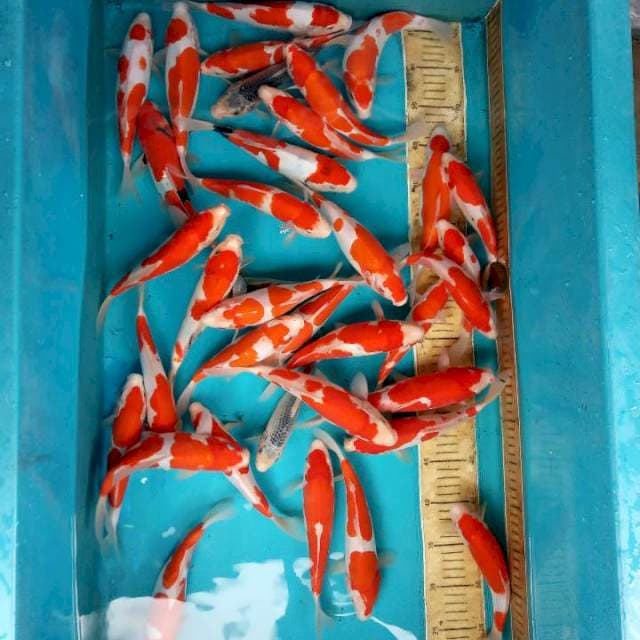 Mix koi haluss