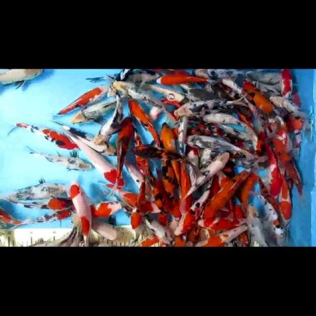 Paket mix 100 ekor