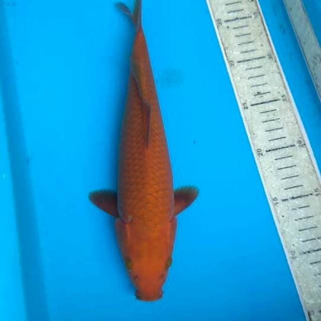 Cagoi 30cm