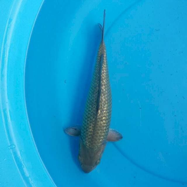caghoi midhori munuk