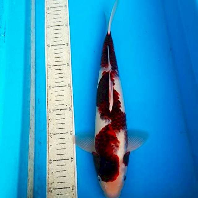 Goromo 39cm