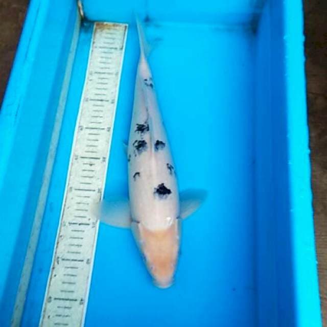 Beko 42cm