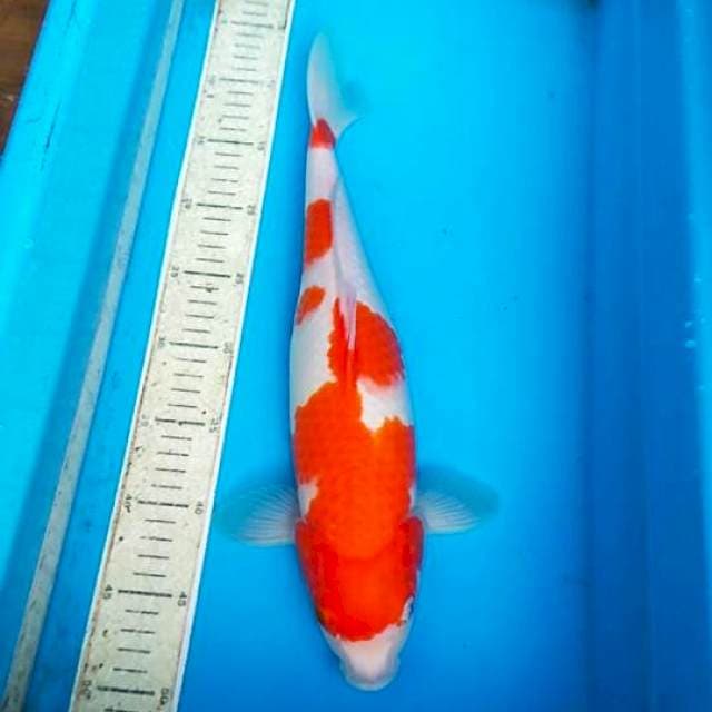 Kohaku 40cm