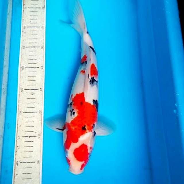 Sanke 36cm