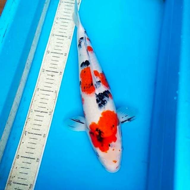 Sanke 41cm