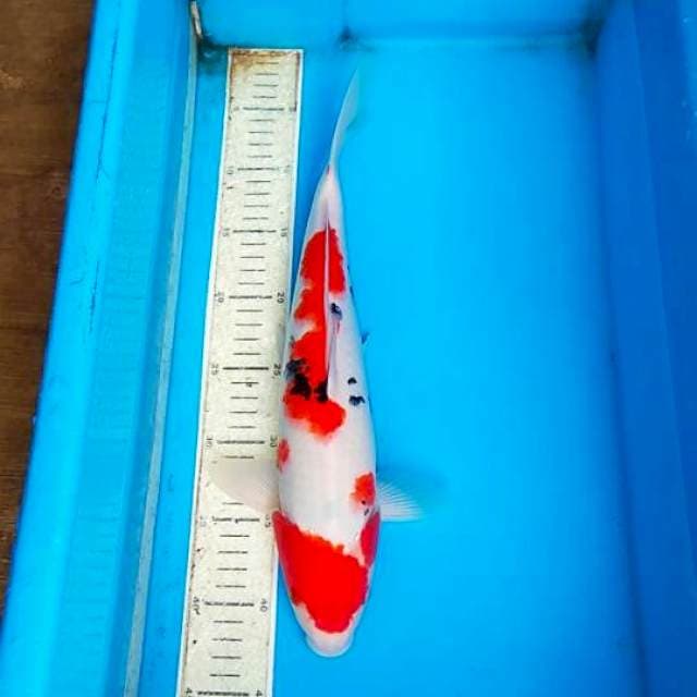 Sanke 38cm