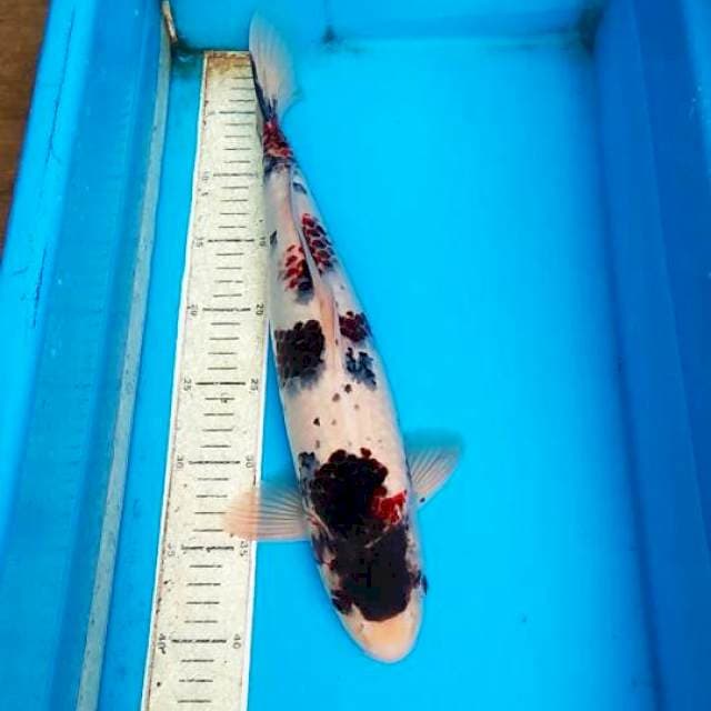 Goromo 41cm