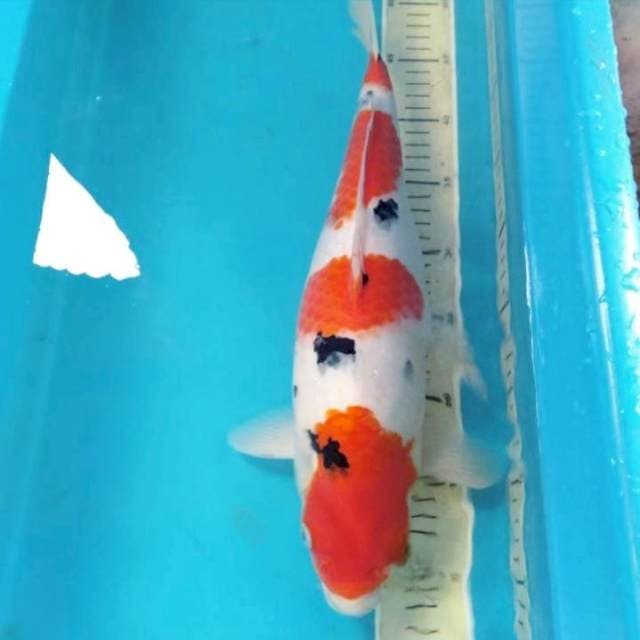 Sanke Jumbo 46 cm