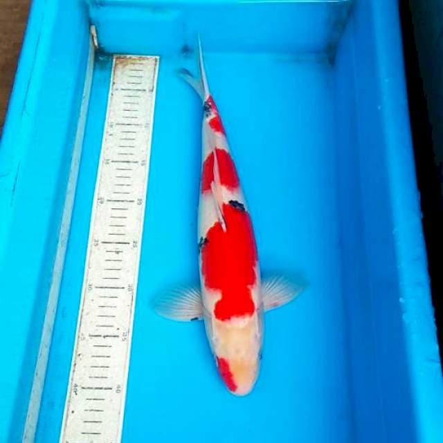 Sanke 41cm