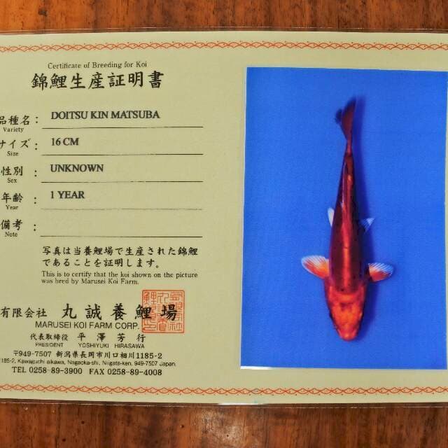 Doitsu kin Matsuba (Marusei) 16cm. Import dan sertifikat