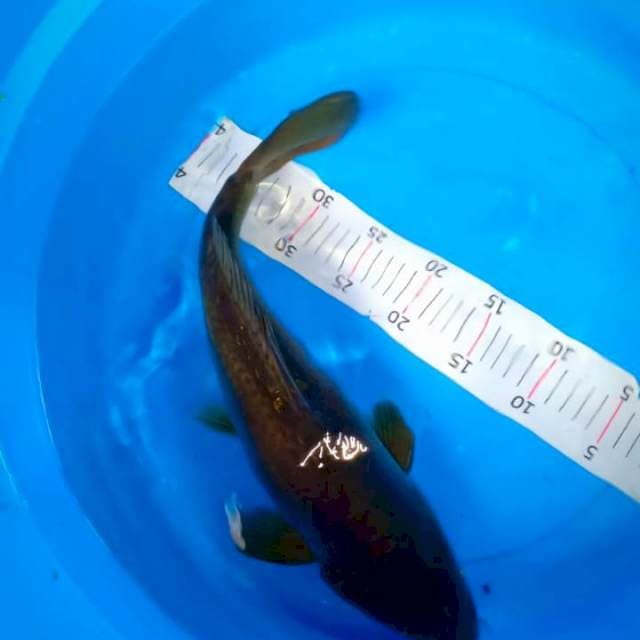 45cm