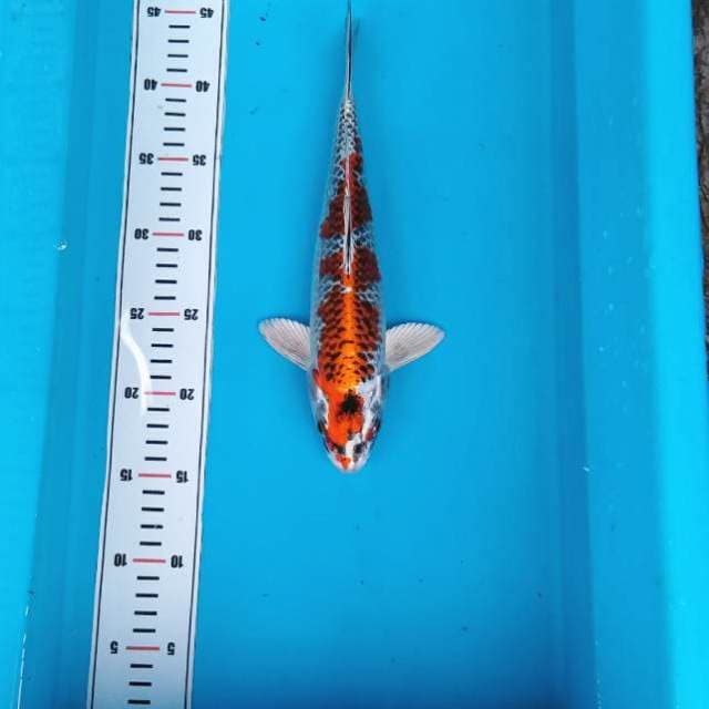 Hot kujaku
