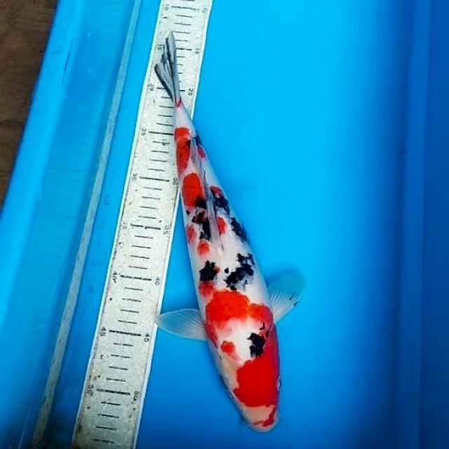 Sanke 38cm