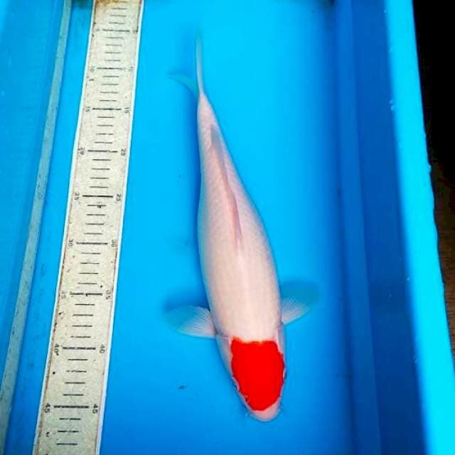 Tancho 38cm