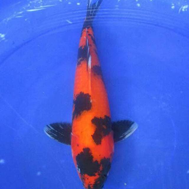 Showa ±35cm