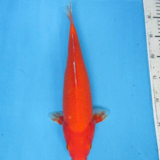 Aka Hajiro