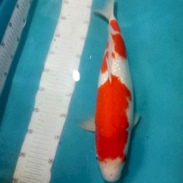 Kohaku,fullginrin..Sirip besar sebelah..