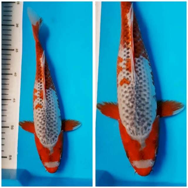ASAGI 30cm FEMALE