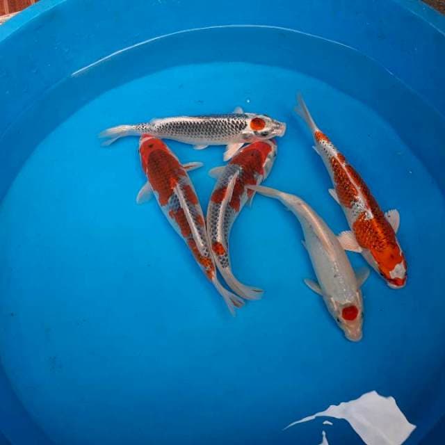 Mix ikan cakep