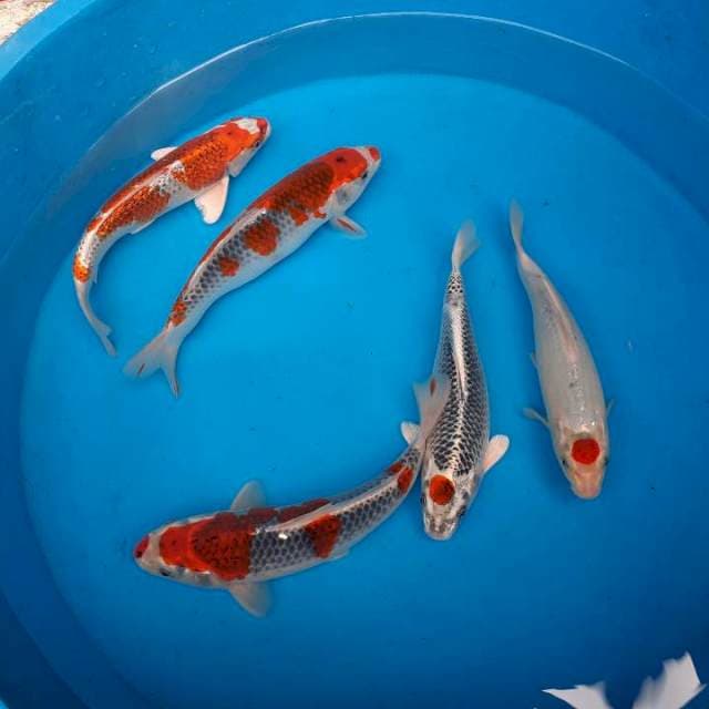 Mix ikan cakep