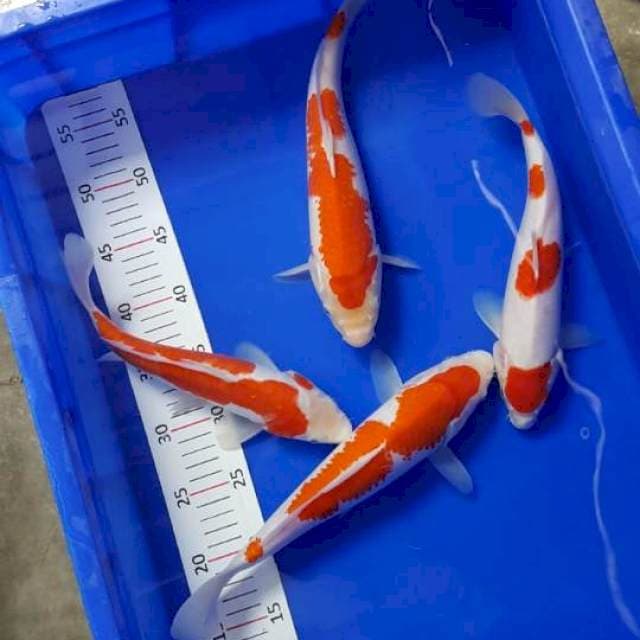4 KOHAKU 29-32cm