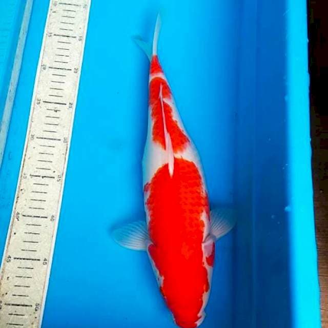 Kohaku 40cm