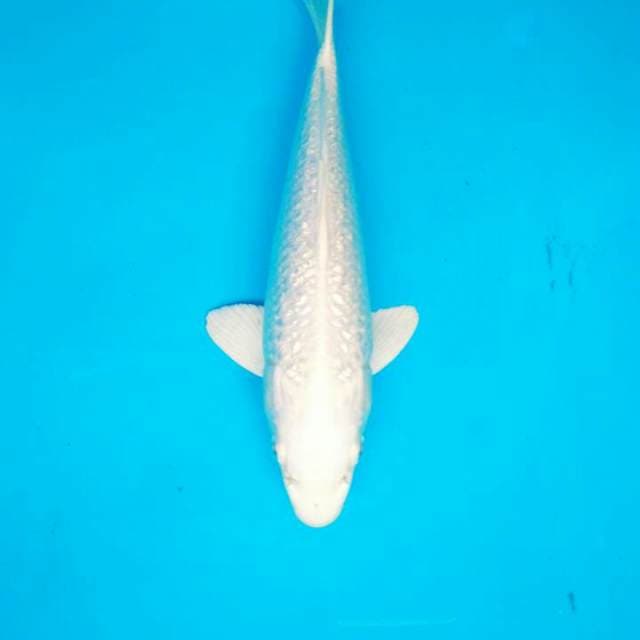 SUPER WHITE PLATINUM 27 CM
