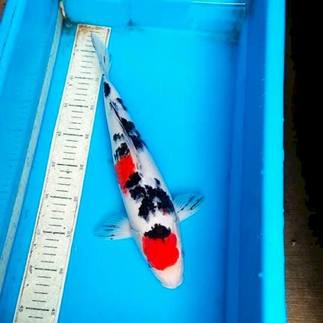 Sanke 38cm